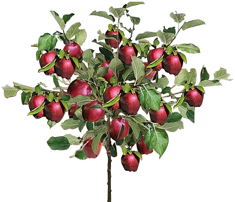Giardino del Melonano